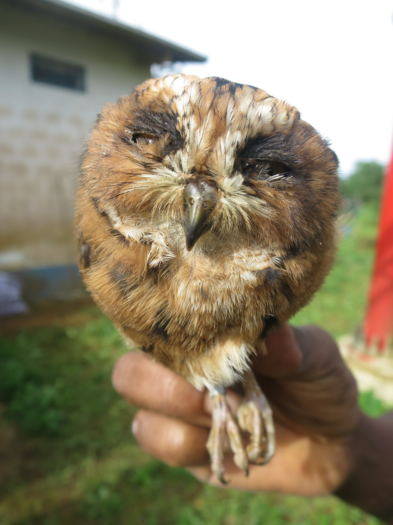 Sao Tome Scops Owl (Otus hartlaubi), photo 3