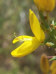 Ulex