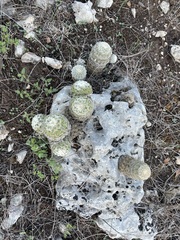 Echinocereus reichenbachii caespitosus