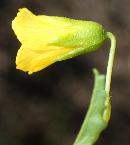 Image of Hermannia saccifera by (c) Nicola van Berkel, some rights reserved (CC BY-SA)