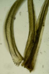 Racomitrium canescens latifolium