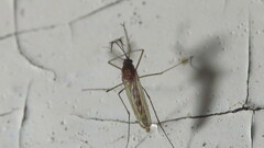 Aedes vexans