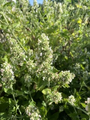 Nepeta cataria