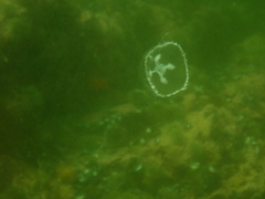 Ptychogena lactea