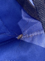 Rilaena triangularis