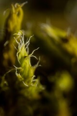 Racomitrium canescens latifolium