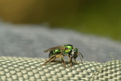 Augochloropsis