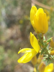 Ulex