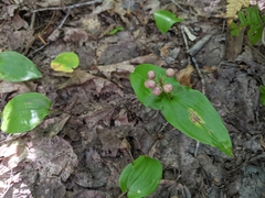 Maianthemum canadense
