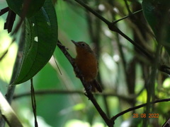 Microrhopias quixensis