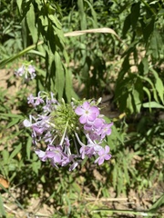 Phlox