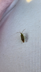 Pantilius tunicatus