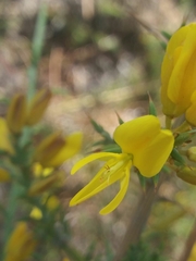 Ulex