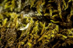 Racomitrium canescens latifolium