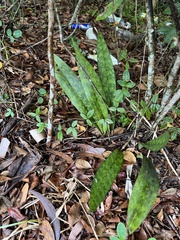 Eulophia maculata