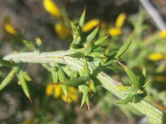 Ulex