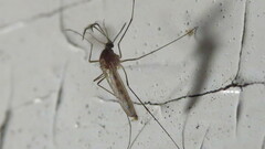 Aedes vexans
