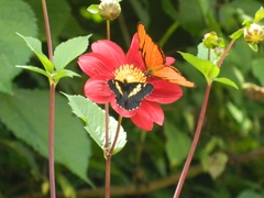 Catasticta teutila