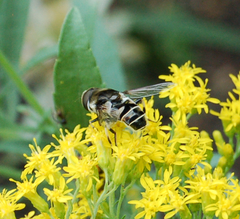 Eristalis dimidiata