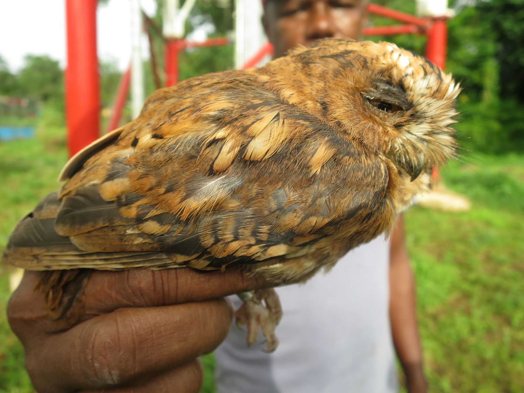 Sao Tome Scops Owl (Otus hartlaubi), photo 2