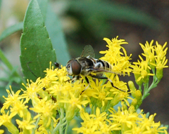 Eristalis dimidiata