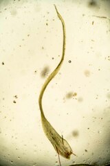 Leptobryum pyriforme