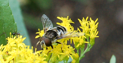 Eristalis dimidiata