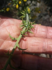Ulex