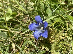 Gentiana