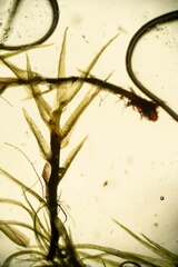 Leptobryum pyriforme