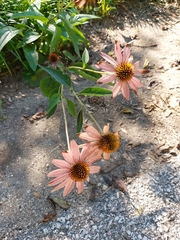 Echinacea purpurea