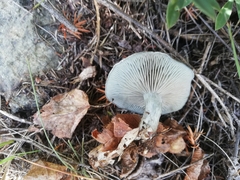 Clitocybe odora