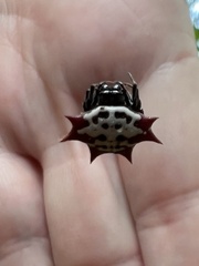 Gasteracantha cancriformis