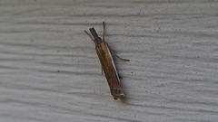 Crambus