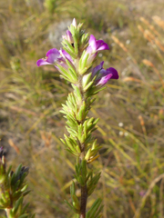 Muraltia spicata