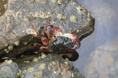 Pachygrapsus crassipes