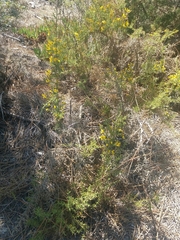 Ulex