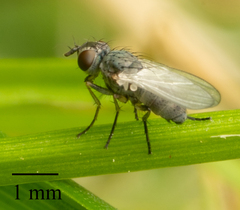Brachycera