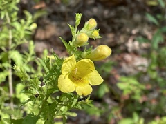 Aureolaria pedicularia