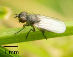 Brachycera