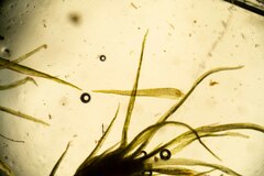 Leptobryum pyriforme