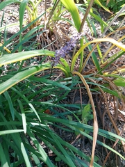 Liriope muscari