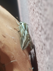 Hyles livornica