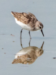 Calidris pusilla