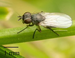 Brachycera