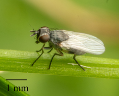 Brachycera