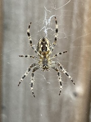 Araneus