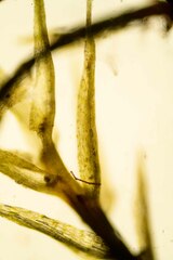 Leptobryum pyriforme