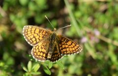 Melitaea