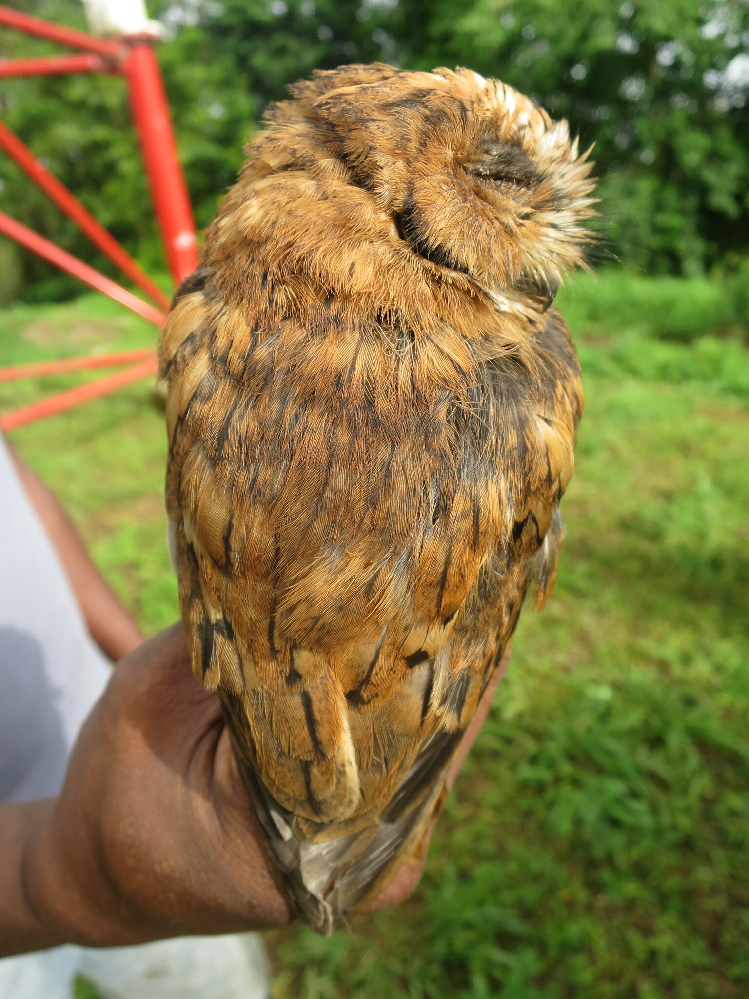 Sao Tome Scops Owl (Otus hartlaubi), photo 1
